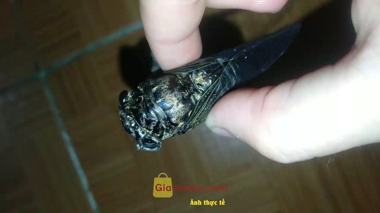 Giảm giá [Mã giảm 44%] Bút Chì Bạc 1K HB Tam Giác Deli Dễ Tẩy Xóa An Toàn Vẽ Mỹ Thuật Tập Viết Làm Bài Kiểm Tra Học Sinh Sinh Viên. mua cx đc ko cx đc viết hơi nhạt. Ý nghĩa của tôi là một người. 
