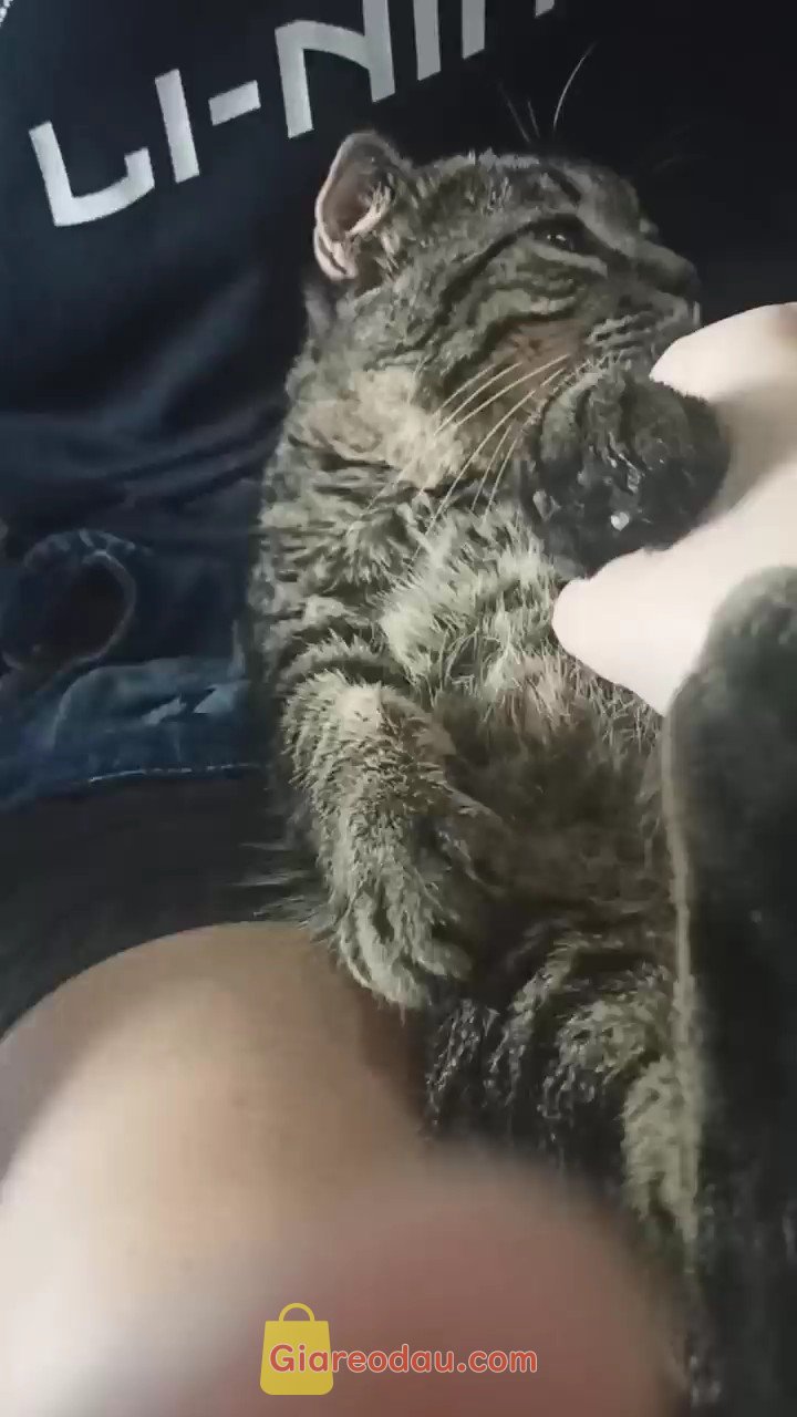 Giảm giá [Mã giảm 34%] [LOẠI TỐT] Tất Nam Cổ Cao Phong Cách Hàn Quốc Khử Mùi, Màu Đen Và Xám Chất Liệu Cotton Pencil Store. Nói chung là nên mua nha, mua lần thứ n và chất lượng không chê vào. 